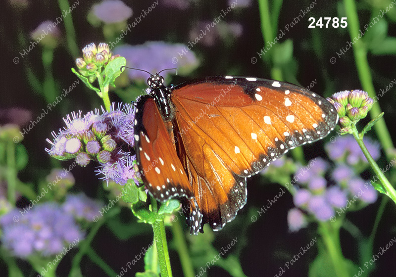 Queen Butterfly (Danaus gilippus)